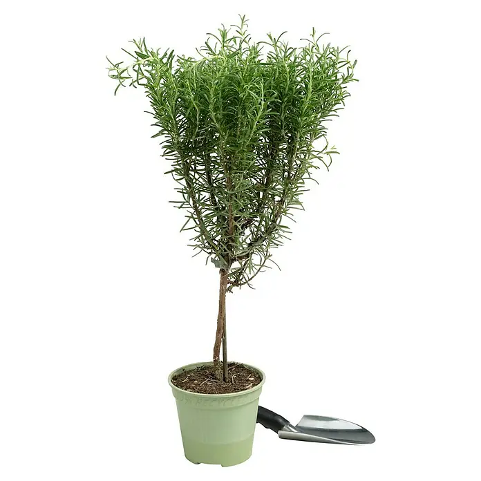 Piardino Rosmarin - Rosmarinus officinalis, Topfgröße: 14 cm - Ein Topf mit einem Rosmarinstrauch, der in einem recycelten Behälter steht, und ein kleiner Garten Spaten sind auf dem Bild zu sehen.