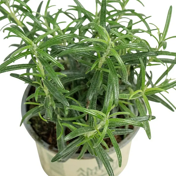 Piardino Kräutermischung - 6 Stk. - Nahaufnahme einer Rosmarinpflanze in einem Topf. Die grünen, nadelförmigen Blätter sind dicht und aromatisch.