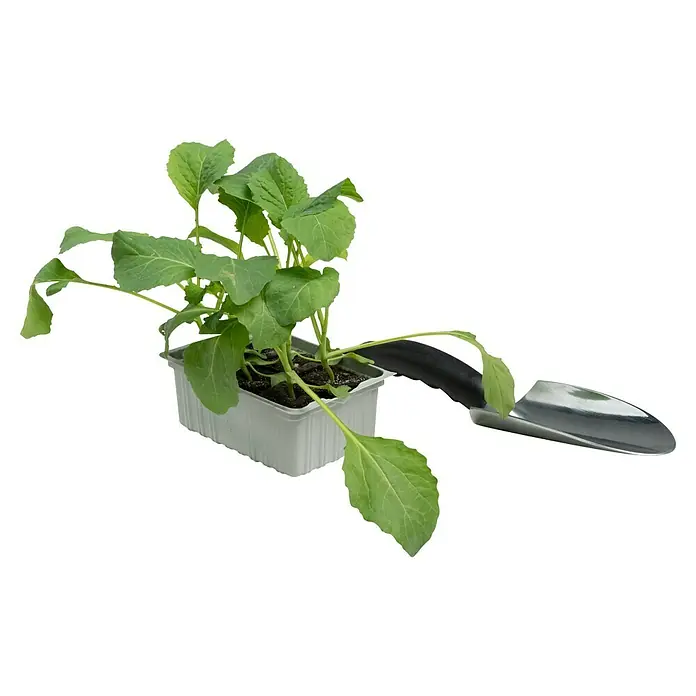 Piardino Kopfkohl 6er Schale - Sonnig - Grüne Pflanzensetzlinge in einer rechteckigen grauen Schale, mit einer kleinen silbernen Gartenschaufel mit schwarzem Griff daneben.