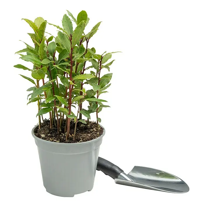 Piardino Lorbeer Lorbeerbaum - Laurus nobilis, Blütenfarbe: Cremeweiß, 14 cm - Lorbeerpflanze in einem Topf mit einer kleinen Schaufel. Ideal für Küche und Garten, um frische Kräuter zu haben.