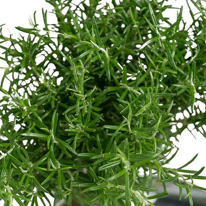 Piardino Rosmarin - Rosmarinus officinalis, Topfgröße: 14 cm - Nahaufnahme von frischem Rosmarin.