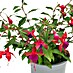 Piardino Fuchsie Stehend 
