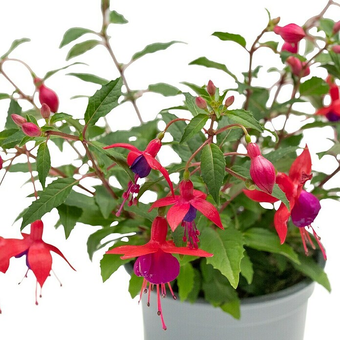 Fuchsia Hybride 12 stehend i.F. gem.