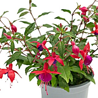 Piardino Fuchsie Stehend (Fuchsia Hybride, Topfgröße: 12 cm, Blütenfarbe: Mehrfarbig)