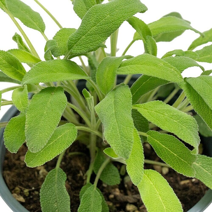 Piardino Echter Salbei (Salvia officinalis , Topfgröße: 14 cm)