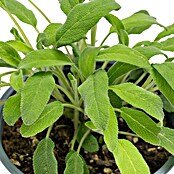 Piardino Echter Salbei (Salvia officinalis , Topfgröße: 14 cm)