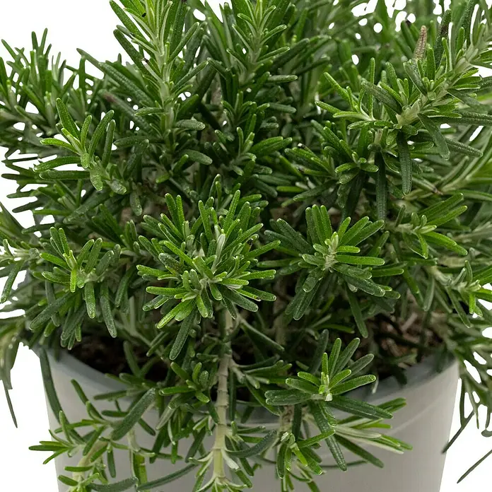 Piardino Rosmarin Prostratus - Rosmarinus officinalis ‘Prostratus‘ - Nahaufnahme eines Rosmarinstrauchs im Topf, der in der Küche als Gewürz verwendet werden kann und sich gut als Dekoration eignet.