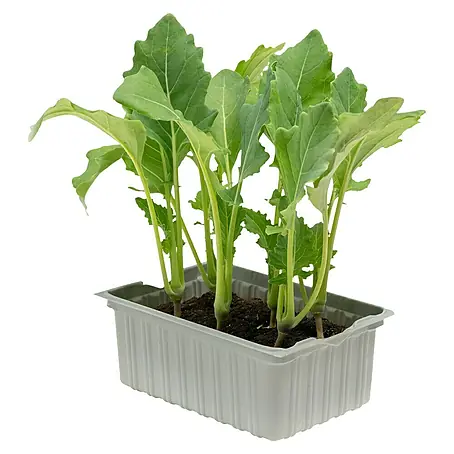 Piardino  Kohlrabi 6er Schale Typ A