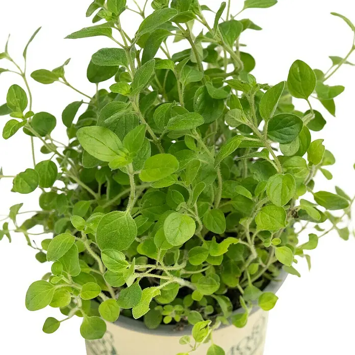 Piardino Kräutermischung - 6 Stk. - Nahaufnahme eines Topfes Oregano mit leuchtend grünen Blättern und behaarten Stängeln. Ein frischer, aromatischer Zusatz für jede Küche.