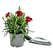 Dianthus caryophyllus 10 Super Trouper i