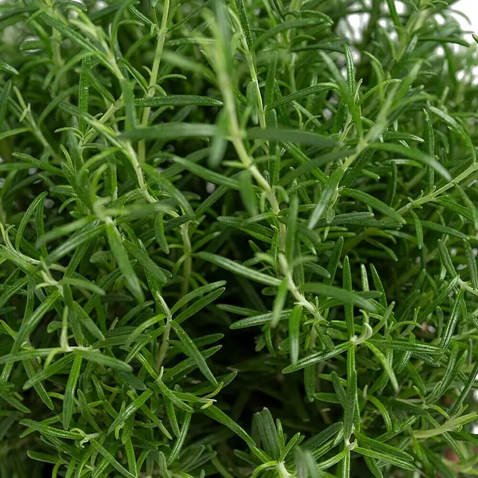 Piardino Rosmarin - Rosmarinus officinalis, Topfgröße: 25 cm - Nahaufnahme von frischem Rosmarin, der seine aromatischen, nadelartigen Blätter zeigt. Ideal für kulinarische Anwendungen und Gartenprojekte.