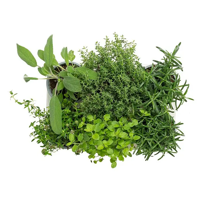 Piardino Kräutermischung - 6 Stk. - Frische Kräutervielfalt: Ein Arrangement aus Salbei, Thymian, Rosmarin und Oregano in Töpfen, ideal für die Küche.