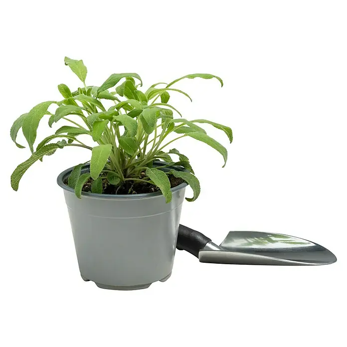 Piardino Echter Salbei - Salvia officinalis - Salbei-Pflanze im Topf mit einer kleinen Gartenschaufel. Ideal für den Kräutergarten oder die Fensterbank, um frische Kräuter zu genießen.