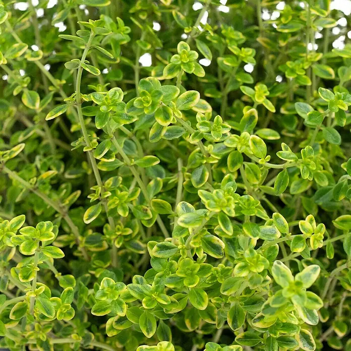 Piardino Zitronenthymian in Sorten - Thymus citrodorus, Topfgröße: 14 cm - Nahaufnahme von Zitronenthymian mit grünen Blättern und gelben Rändern, ideal für Kräutergärten und kulinarische Zwecke.