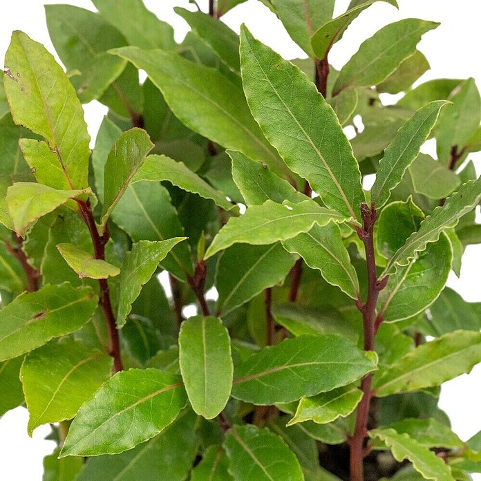 Laurus nobilis 14