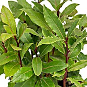 Laurus nobilis 14