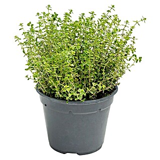 Piardino Zitronenthymian in Sorten (Thymus citrodorus, Topfgröße: 14 cm)