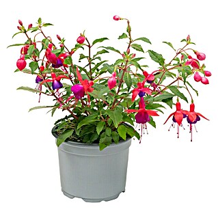 Piardino Fuchsie Stehend (Fuchsia Hybride, Topfgröße: 12 cm, Blütenfarbe: Mehrfarbig)