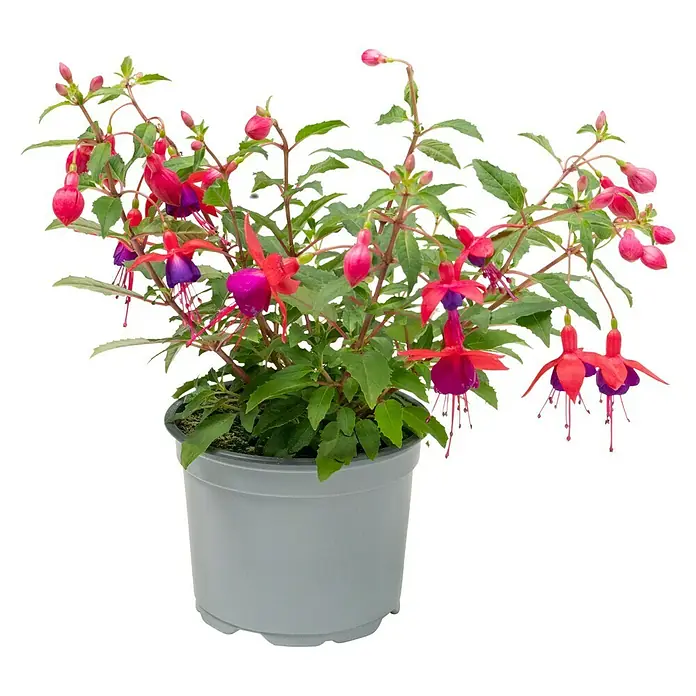 Piardino Fuchsie StehendFuchsia Hybride, Topfgröße: 12 cm, Blütenfarbe: Mehrfarbig