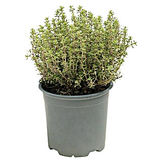 Piardino Zitronenthymian (Thymus citrodorus 'Silver Queen', Topfgröße: 14 cm)