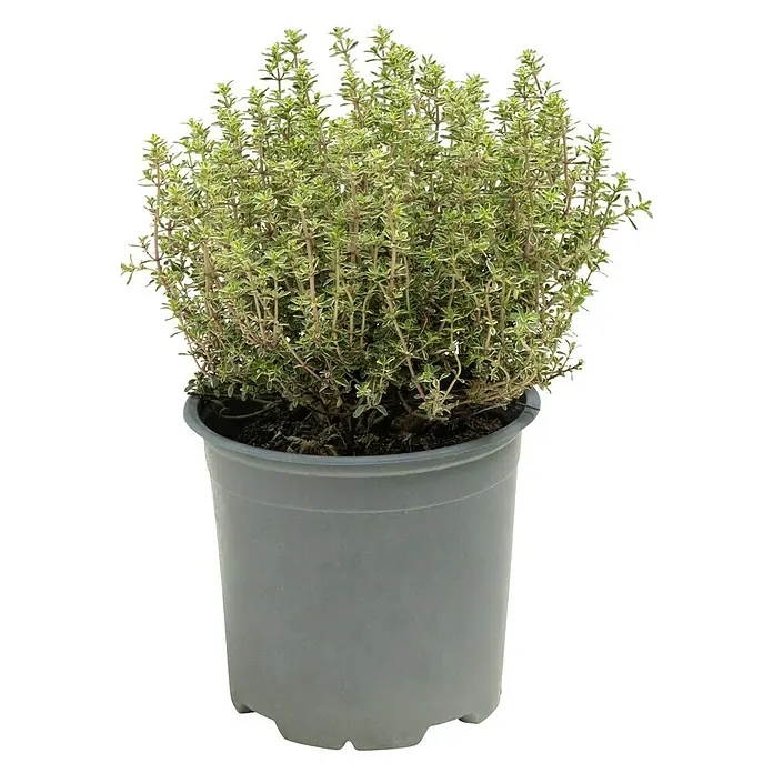 Piardino Zitronenthymian - Thymus citrodorus 'Silver Queen', Topfgröße: 14 cm - Ein Topf mit frischem Thymian, ideal für die Küche, präsentiert sich mit grünen Blättern und robusten Stielen, bereit zum Verfeinern Ihrer Gerichte.