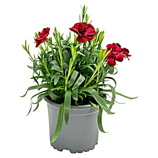 Piardino Gartennelke Oscar (Oscar, Sortenabhängig)
