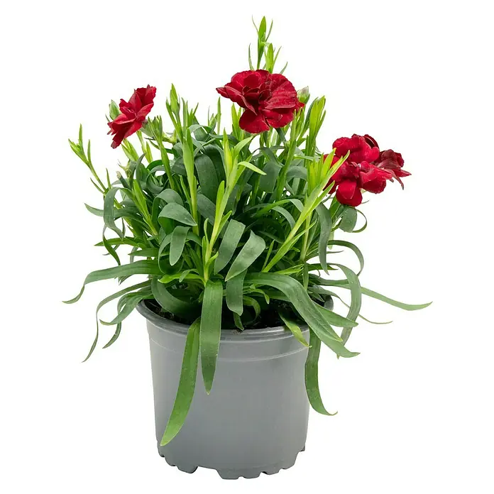 Piardino Gartennelke Oscar - Oscar, Sortenabhängig - Nahaufnahme einer roten Nelkenblume in einem grauen Topf, die Schönheit und Eleganz der Natur einfängt.
