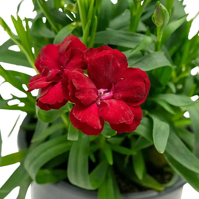 Piardino Gartennelke Oscar - Oscar, Sortenabhängig - Nahaufnahme einer roten Nelke in einem Topf, mit grünen Blättern, die die lebendige Blume umgeben. Die Textur ist detailliert und ansprechend.
