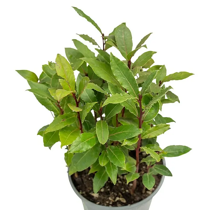 Piardino Lorbeer Lorbeerbaum - Laurus nobilis, Blütenfarbe: Cremeweiß, 14 cm - Nahaufnahme eines Lorbeerbaums in einem grauen Topf. Die Blätter sind üppig grün, die Stiele rötlich. Perfekt für die Küche und als Dekoration.