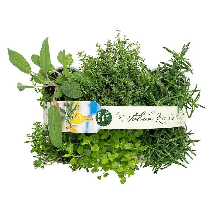 Piardino Kräutermischung - 6 Stk. - Kräutertopf "Italian Riviera" mit Salbei, Thymian, Oregano und Rosmarin für die Küche. Würzen Sie Ihre Gerichte mit frischen, aromatischen Kräutern.