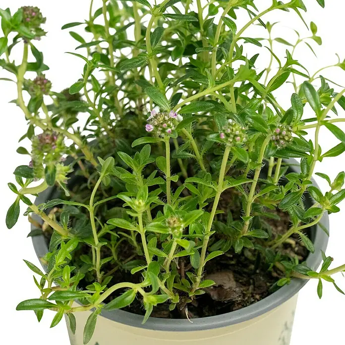 Piardino Kräutermischung - 6 Stk. - Ein Topf mit blühendem Bohnenkraut, einer aromatischen Pflanze mit zarten rosa Blüten, die perfekt für den Kräutergarten ist.