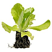 Lactuca sativa capitata 0 Kopfsalat grue