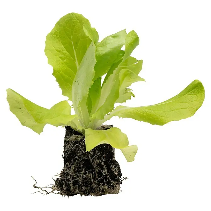 Piardino Kopfsalat - Lactuca sativa var. capitata, Erntezeit: Juni - Eine junge, grüne Salatpflanze mit Wurzelballen, bereit zum Einpflanzen in den Garten oder Topf. Frischer Salat für gesunde Ernährung.
