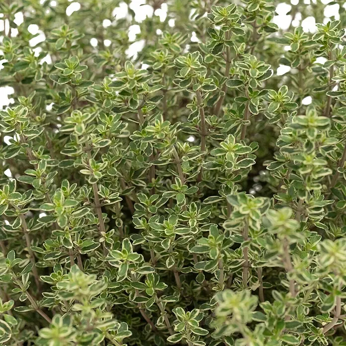 Piardino Zitronenthymian - Thymus citrodorus 'Silver Queen', Topfgröße: 14 cm - Nahaufnahme von Zitronenthymian mit grünen Blättern, die von einem hellen Rand umgeben sind, und braunen Stängeln.