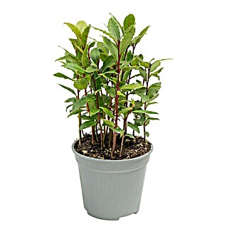 Piardino Lorbeer Lorbeerbaum (Laurus nobilis, Blütenfarbe: Cremeweiß, 14 cm)