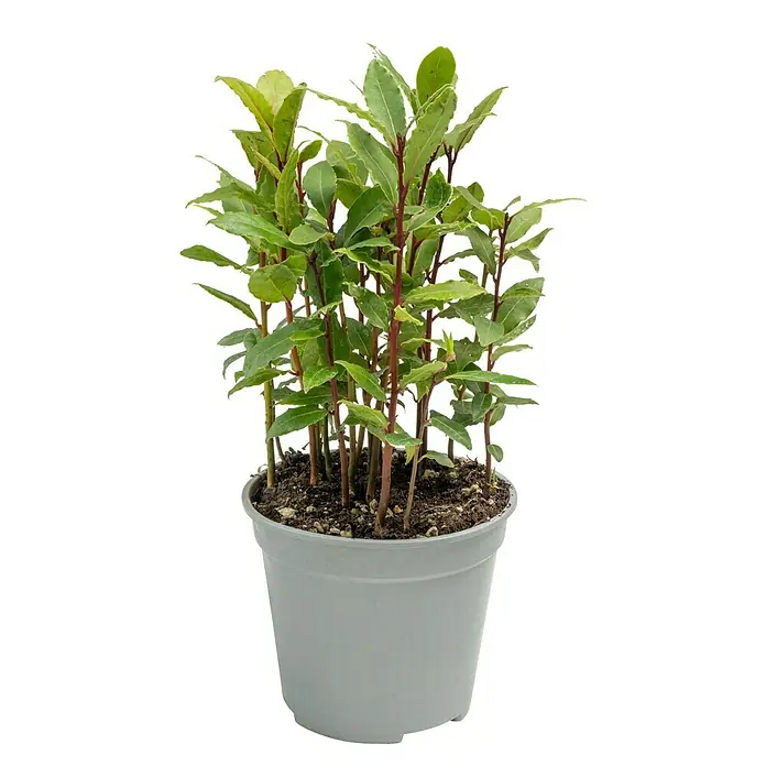Piardino Lorbeer Lorbeerbaum - Laurus nobilis, Blütenfarbe: Cremeweiß, 14 cm - Nahaufnahme eines Topfes mit jungen Lorbeerpflanzen, die dicht beieinander stehen und gesunde, grüne Blätter tragen.