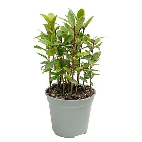 Piardino  Lorbeer Lorbeerbaum
