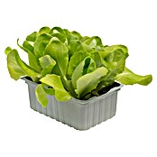 Lactuca sativa capitata 0 Kopfsalat grue