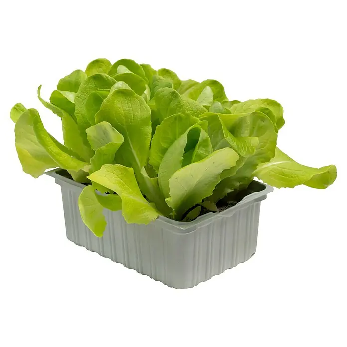 Piardino Kopfsalat - Lactuca sativa var. capitata, Erntezeit: Juni - Frischer, grüner Salat in einer hellgrauen Plastikschale, ideal für gesunde und schnelle Mahlzeiten.