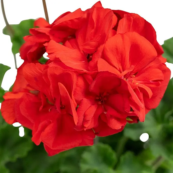 Piardino Zonal-Pelargonie - Pelargonium zonale, Topfgröße: 13 cm, Blütenfarbe: Sortenabhängig - Nahaufnahme einer roten Geranienblüte mit zarten Blütenblättern und grünen Blättern.