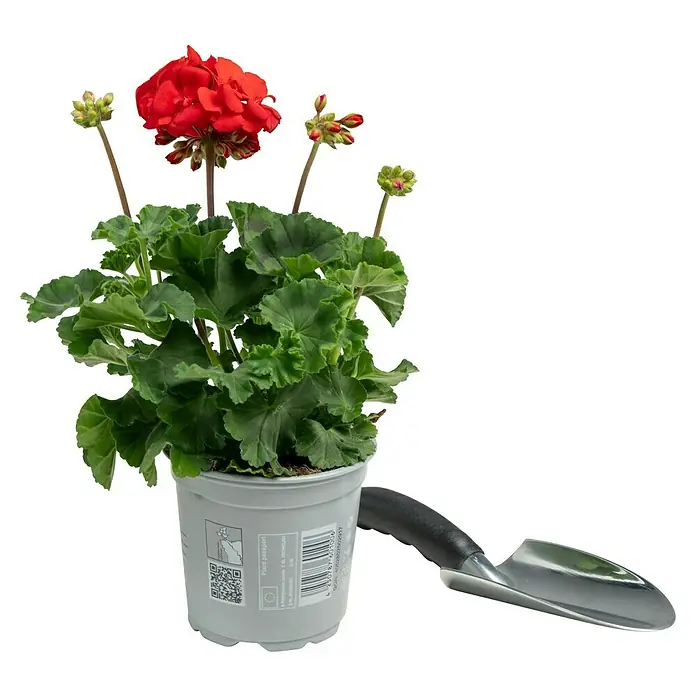Piardino Zonal-Pelargonie - Pelargonium zonale, Topfgröße: 13 cm, Blütenfarbe: Sortenabhängig - Ein Topf mit einer leuchtend roten Geranie, begleitet von einer silbernen Gartenschaufel, perfekt für Gartenliebhaber.