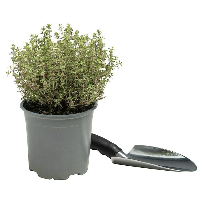 Thymus citriodorus 14 Silver Queen
