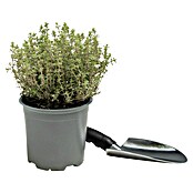 Thymus citriodorus 14 Silver Queen