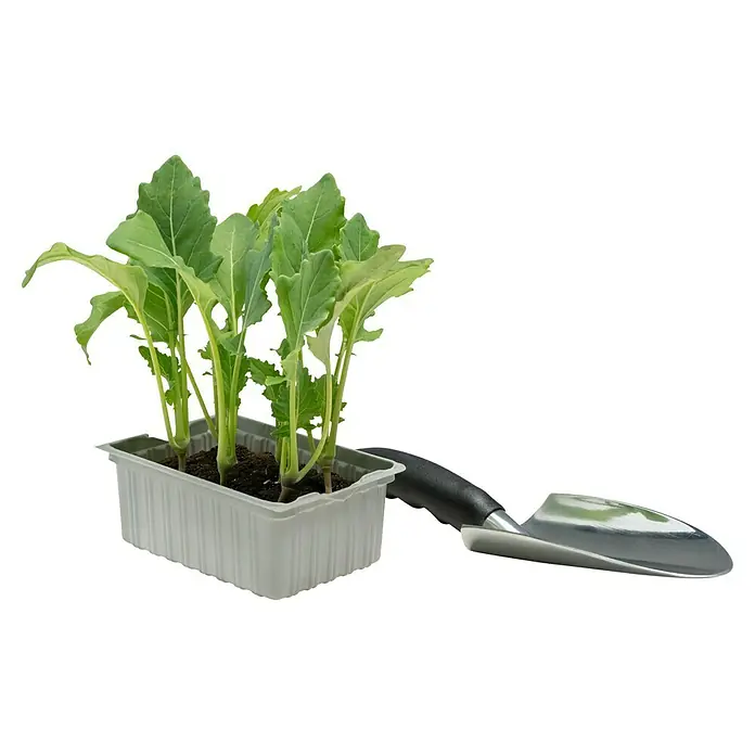Piardino Kohlrabi 6er Schale Typ A - Brassica oleracea var. gongylodes, Erntezeit: Juli - Jungpflanzen in einer Anzuchtschale mit einer kleinen Schaufel. Ideal für Hobbygärtner, die ihr eigenes Gemüse ziehen möchten.
