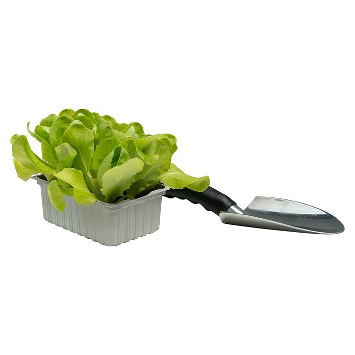 Lactuca sativa capitata 0 Kopfsalat grue