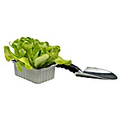 Lactuca sativa capitata 0 Kopfsalat grue