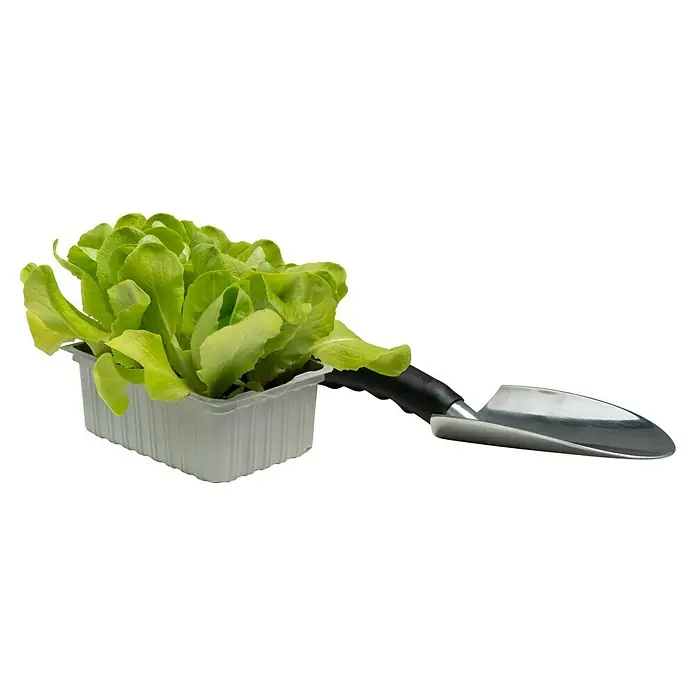 Piardino Kopfsalat - Lactuca sativa var. capitata, Erntezeit: Juni - Ein Pflanzgefäß mit frischem Salat und einer kleinen Gartenschaufel, ideal für den eigenen Anbau.