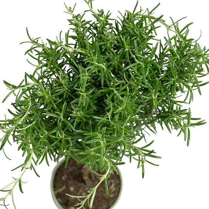 Rosmarinus officinalis Staemmchen 14
