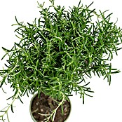 Rosmarinus officinalis Staemmchen 14