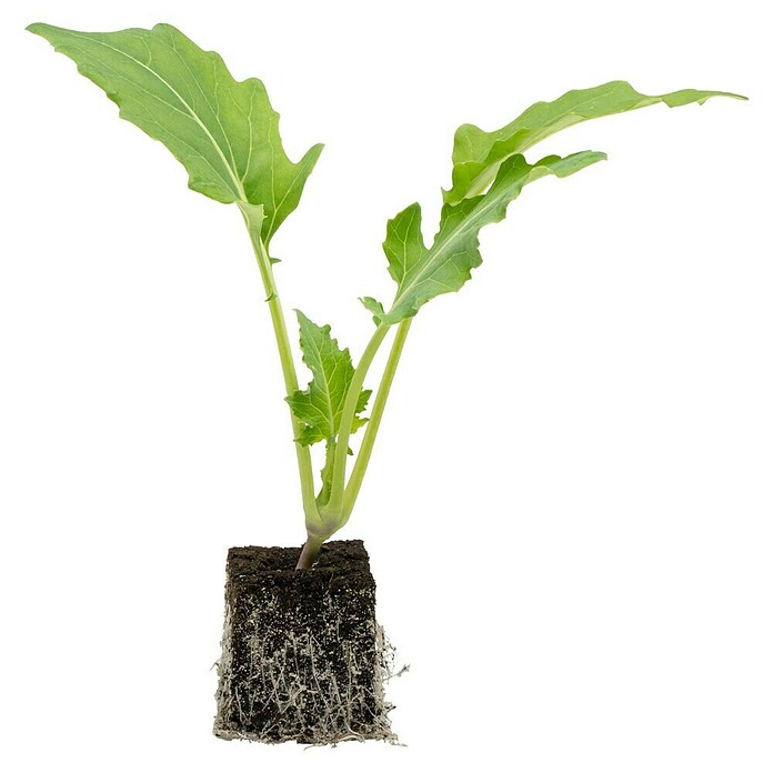 Brassica oleracea gongylodes 0 Kohlrabi